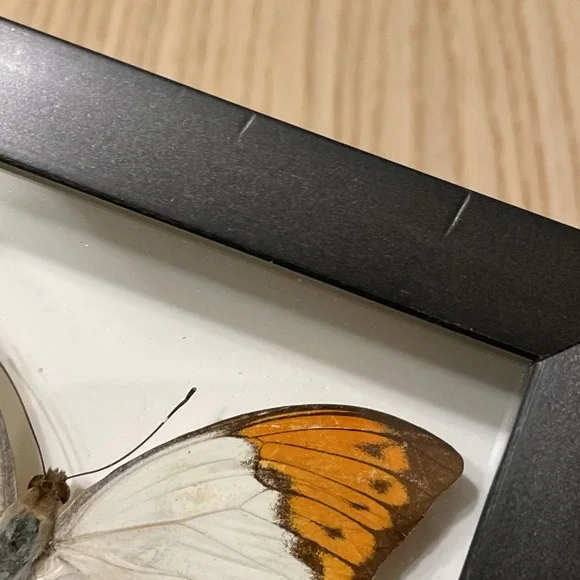 Real Taxidermy Butterfly Specimen Desk Wall Decoration Nature Great Orange Tip - Picture 5 of 7